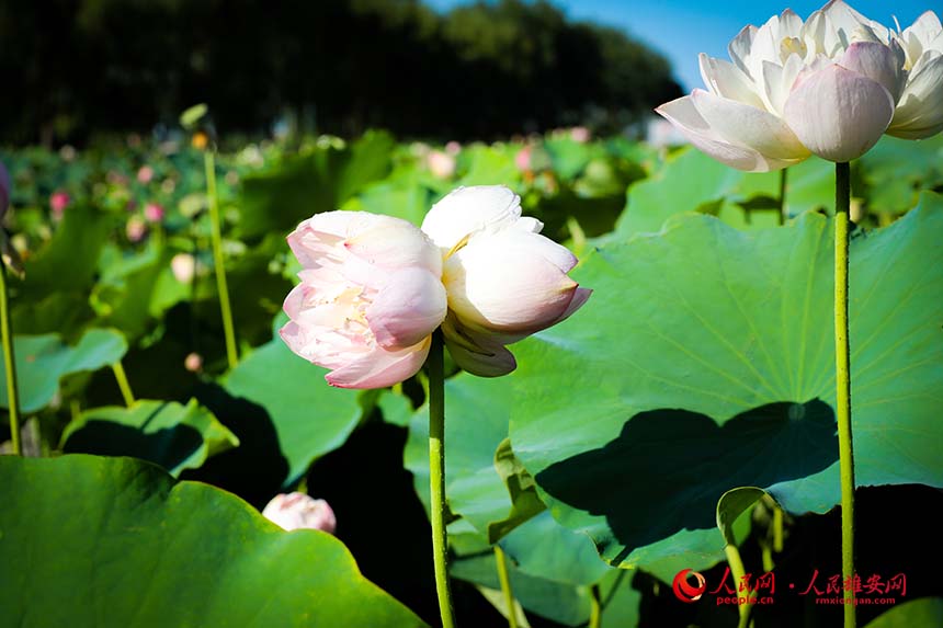 雄安新區(qū)白洋淀：夏日荷花初綻放 并蒂蓮開寓吉祥